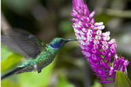 A vibrant hummingbird hovers mid-air to feed from a blooming purple flower in Costa Rica's rainforest. 
