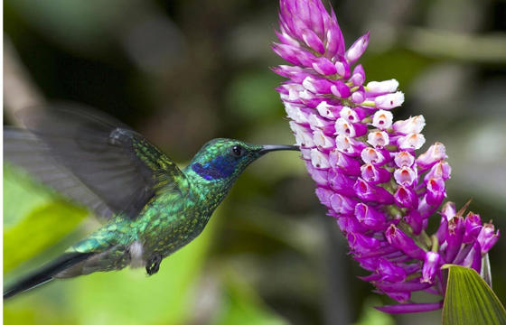 A vibrant hummingbird hovers mid-air to feed from a blooming purple flower in Costa Rica's rainforest. 