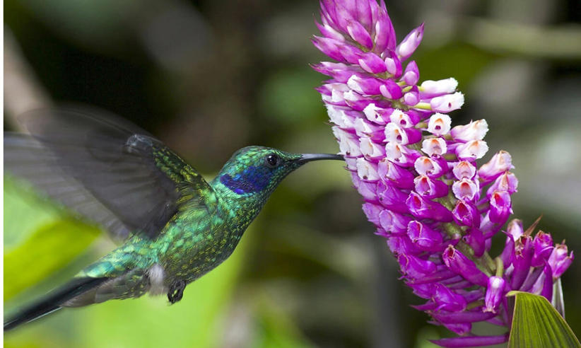 A vibrant hummingbird hovers mid-air to feed from a blooming purple flower in Costa Rica's rainforest. 