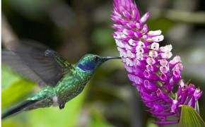 A vibrant hummingbird hovers mid-air to feed from a blooming purple flower in Costa Rica's rainforest. 