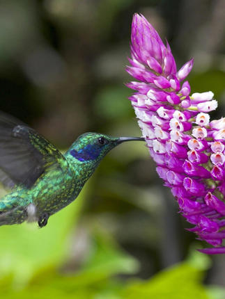 A vibrant hummingbird hovers mid-air to feed from a blooming purple flower in Costa Rica's rainforest. 