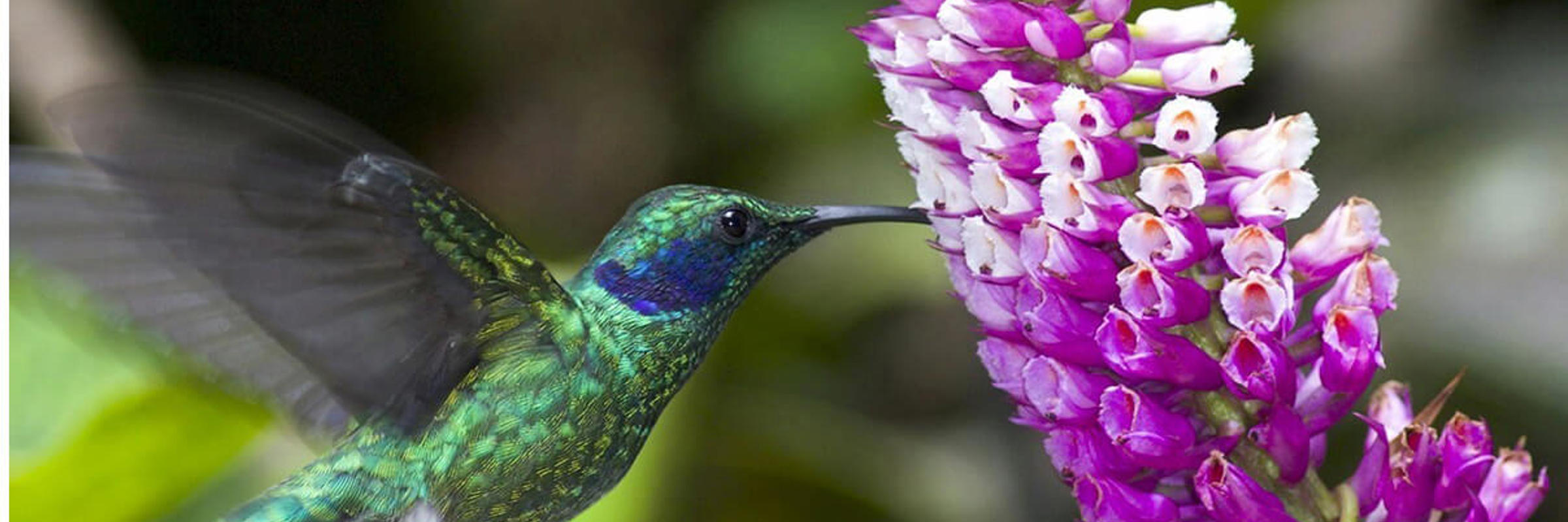 A vibrant hummingbird hovers mid-air to feed from a blooming purple flower in Costa Rica's rainforest. 
