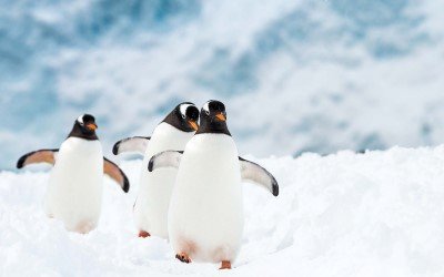 Penguins at play on your Hurtigruten Antarctica cruise 