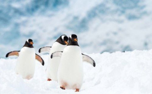 Penguins at play on your Hurtigruten Antarctica cruise 