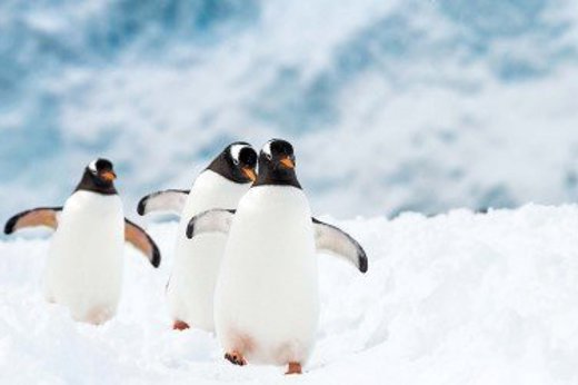 Penguins at play on your Hurtigruten Antarctica cruise 