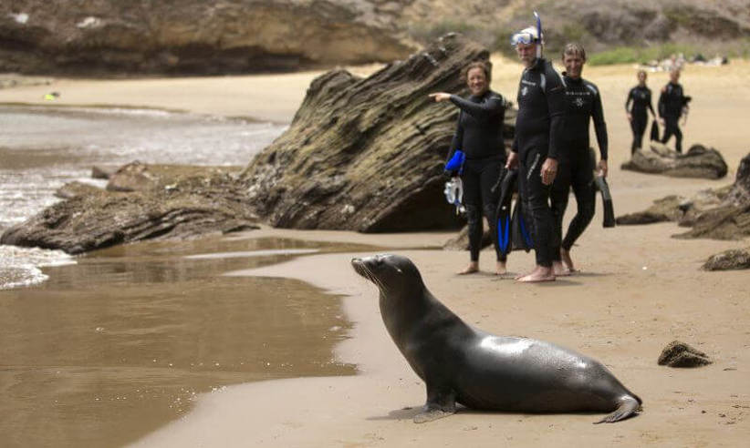 Go snorkelling or scuba diving with sea lions 