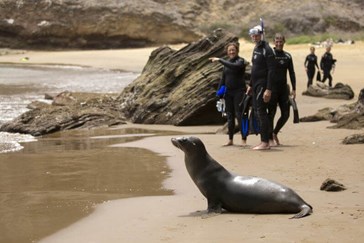 Go snorkelling or scuba diving with sea lions 