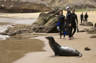 Go snorkelling or scuba diving with sea lions 