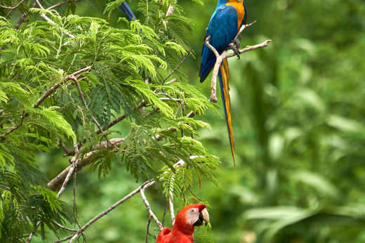Blue and Yellow Macaws 
