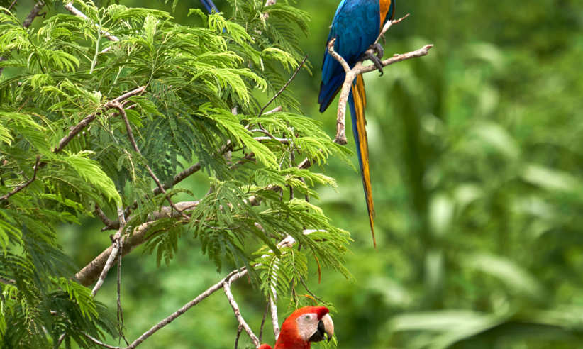 Blue and Yellow Macaws 