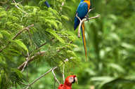 Blue and Yellow Macaws