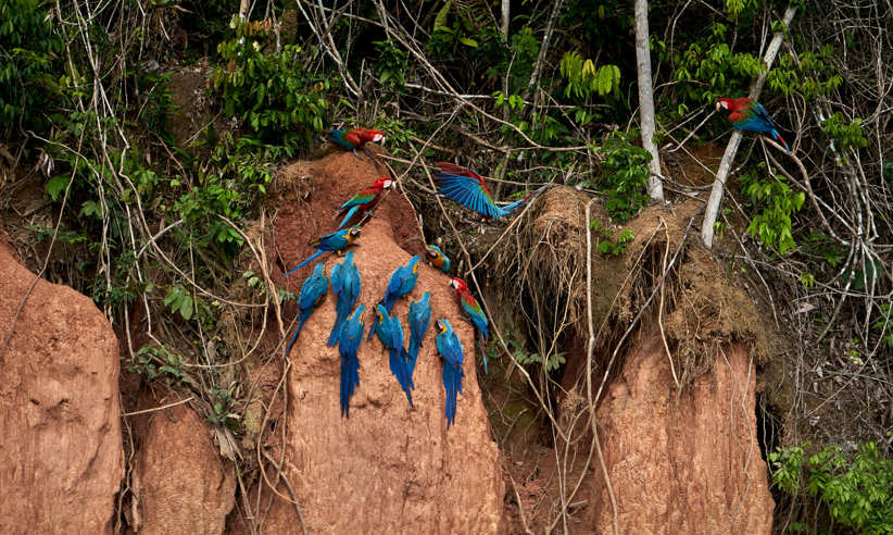 Blue and yellow macaws on a clay lick 