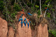 Blue and yellow macaws on a clay lick