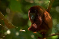 A howler monkey 
