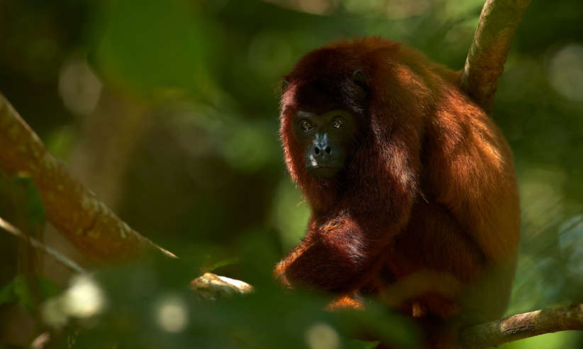 A howler monkey 