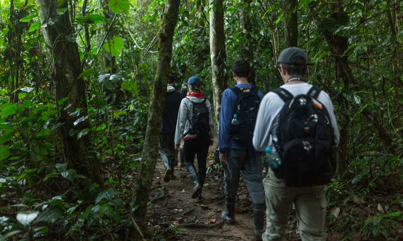 Enjoy guided hikes in the rainforest 