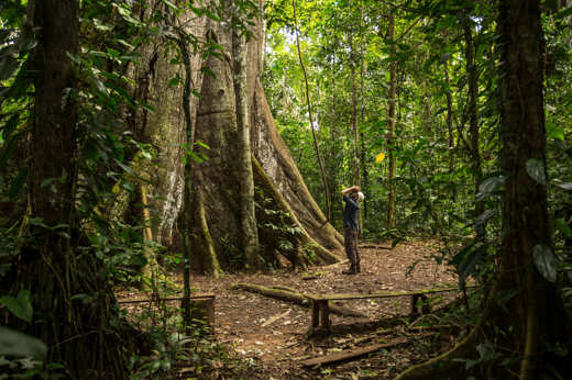 Exploring the rainforest 