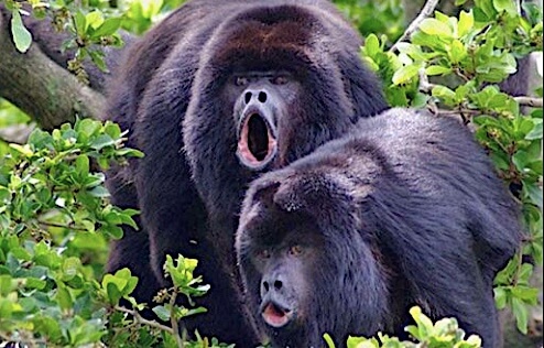 BLACK HOWLER MONKEY COUPLE