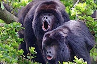 BLACK HOWLER MONKEY COUPLE
