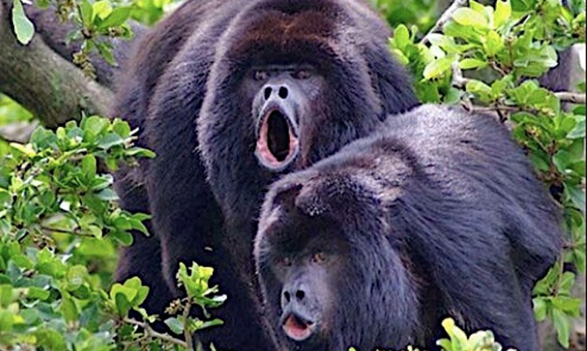 BLACK HOWLER MONKEY COUPLE