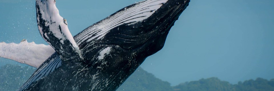 Baleines à bosse a Uvita