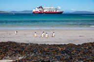 Join the MS Fram and explore the Falkland Islands 