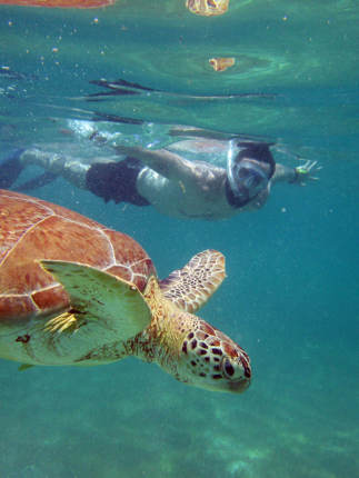 Snorkeler swimming alongside a sea turtle in the clear blue waters of the Yucatan Peninsula, Mexico. 