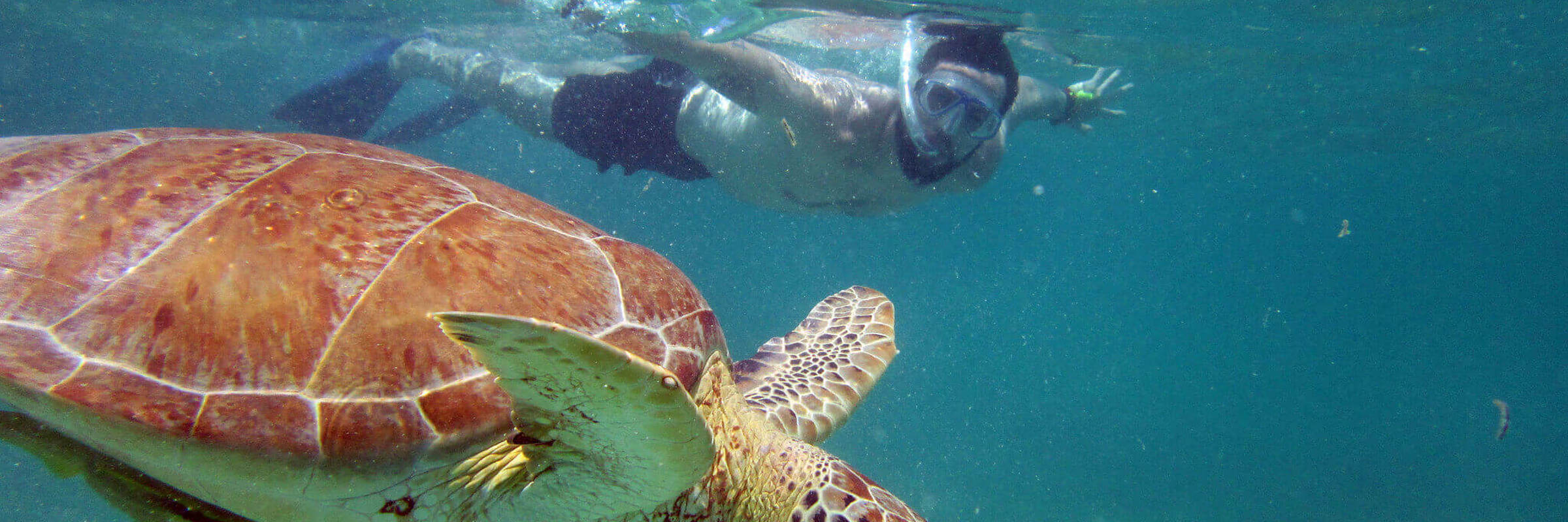 Snorkeler swimming alongside a sea turtle in the clear blue waters of the Yucatan Peninsula, Mexico. 