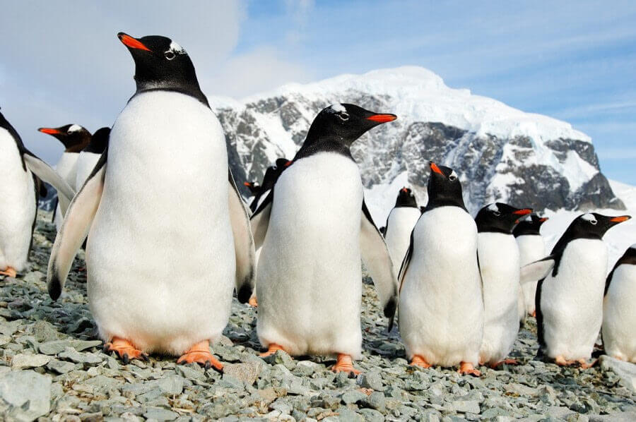 Penguins in Antarctica