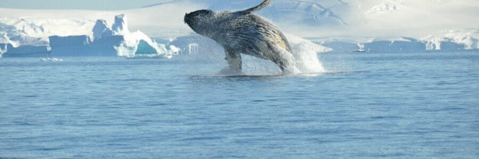 A breaching whale is a common sight 