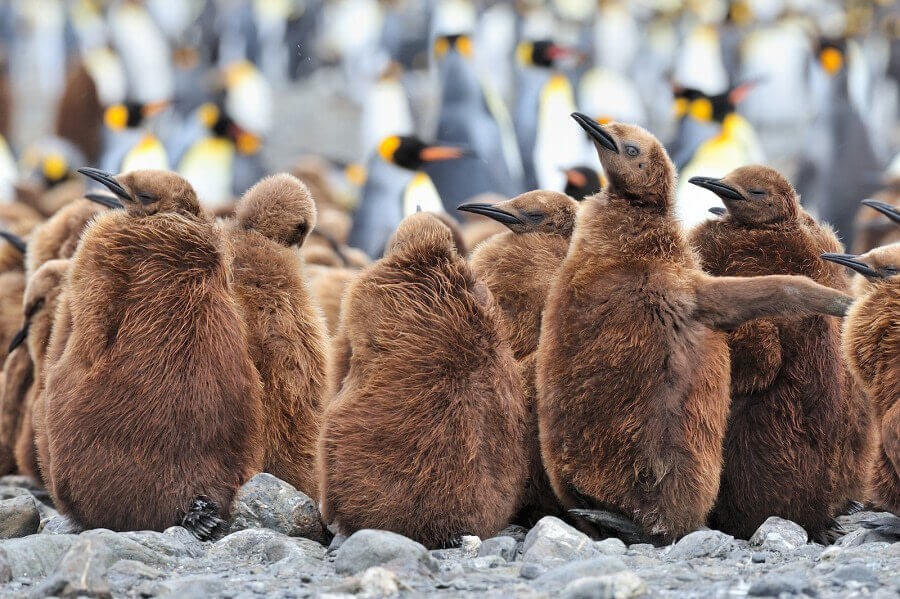 Penguins in the Falkland Islands