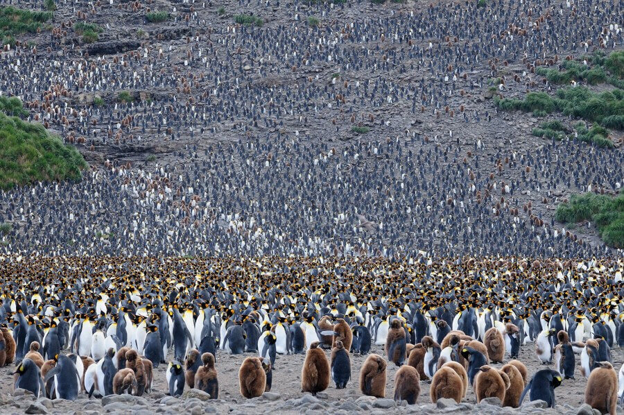 Observe and experience vast colonies of penguins