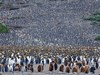 Observe and experience vast colonies of penguins