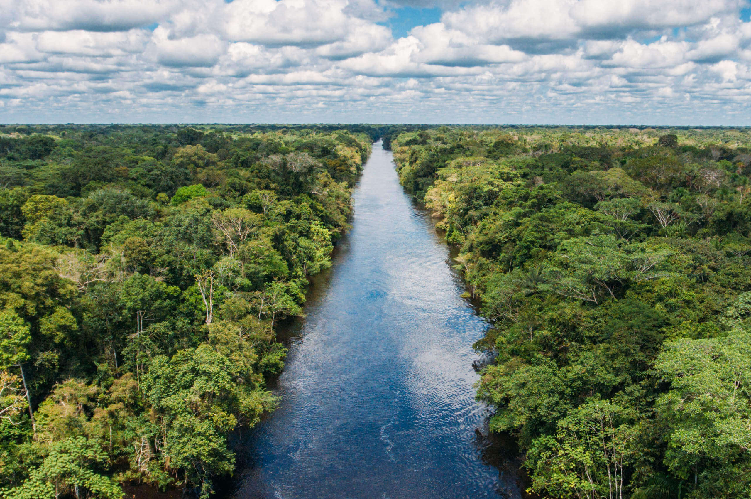 Rainforest wilderness
