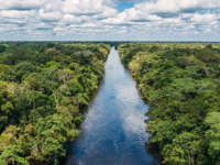 Rainforest wilderness