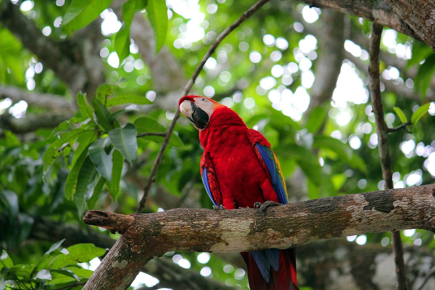 Bird 41