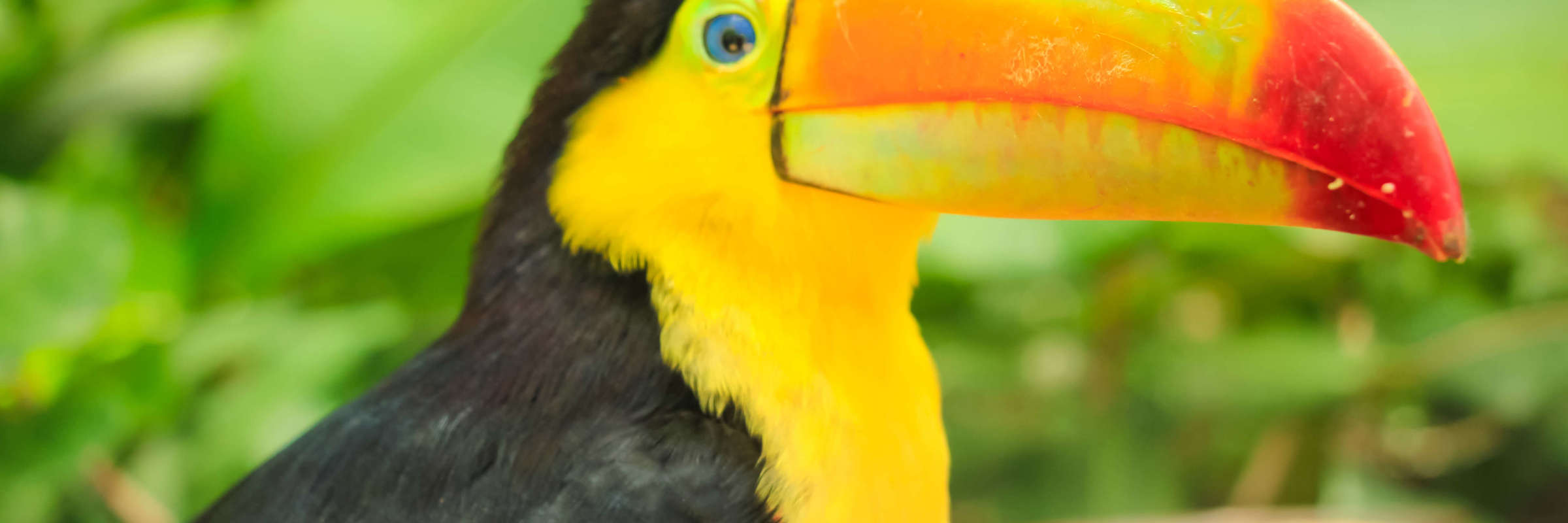 Bird 240