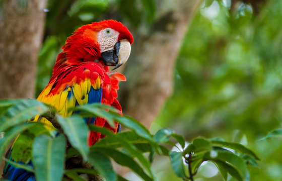 A vibrant scarlet macaw perches macaw perches among lush foliage, radiating color in Costa Rica's wild canopy.
