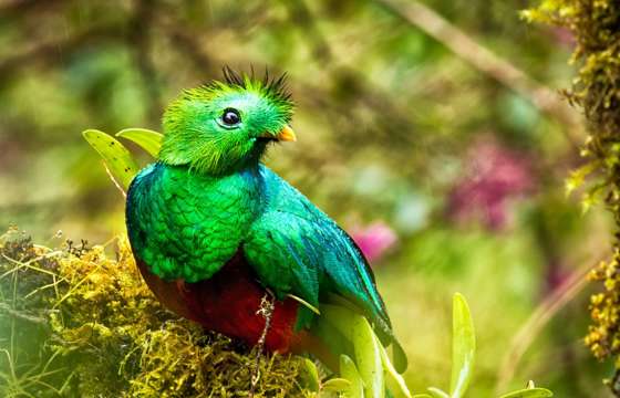 Resplendent Quetzal perched in cloud forest, vibrant green and red plumage, Costa Rica. 