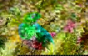 Bird 272