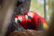 Two Scarlet macaws perch side by side, their vibrant plumage lighting up the Costa Rican forest. 