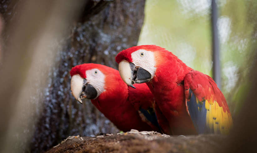 Two Scarlet macaws perch side by side, their vibrant plumage lighting up the Costa Rican forest. 