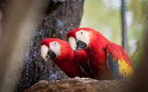 Two Scarlet macaws perch side by side, their vibrant plumage lighting up the Costa Rican forest. 