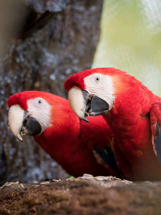 Two Scarlet macaws perch side by side, their vibrant plumage lighting up the Costa Rican forest. 