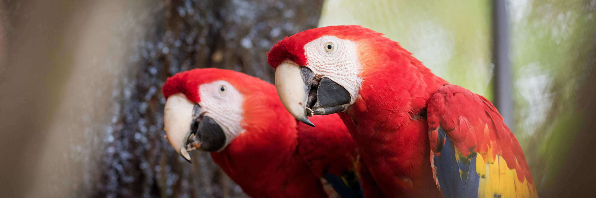 Two Scarlet macaws perch side by side, their vibrant plumage lighting up the Costa Rican forest. 