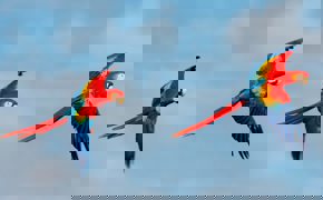 Bird 300
