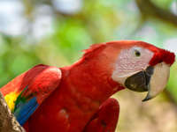 Brilliant red feathers and a piercing gaze - this scarlet macaws stands out against the rainforest canopy. 