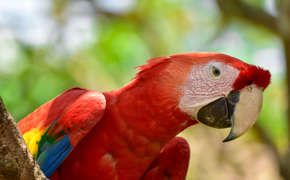 Brilliant red feathers and a piercing gaze - this scarlet macaws stands out against the rainforest canopy. 