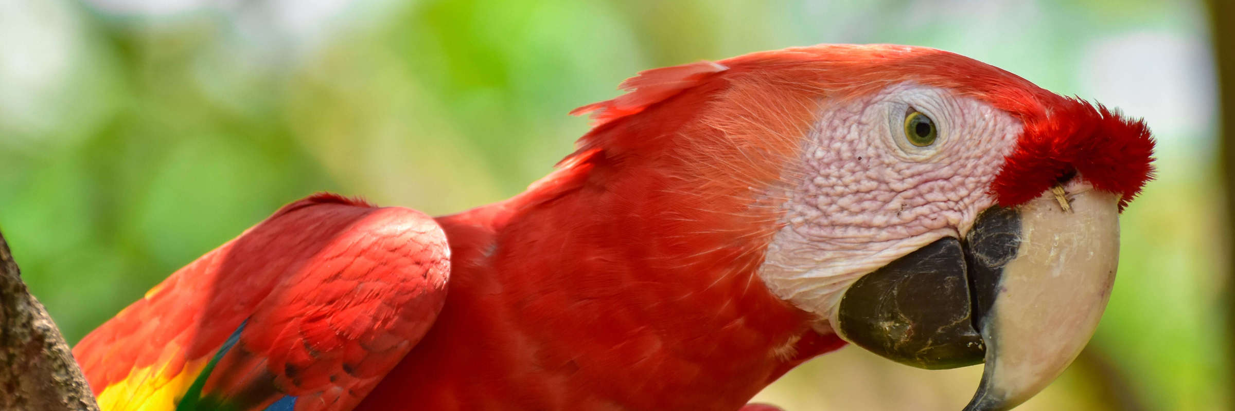 Brilliant red feathers and a piercing gaze - this scarlet macaws stands out against the rainforest canopy. 