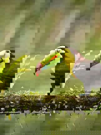 Bird 310